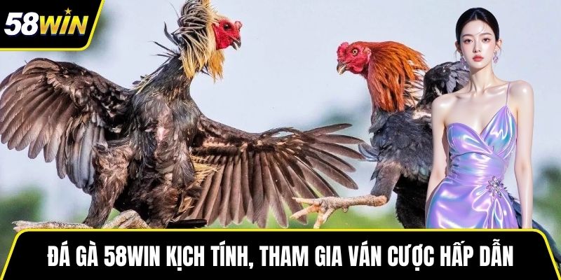 Đá gà 58WIN kịch tính, tham gia ván cược hấp dẫn