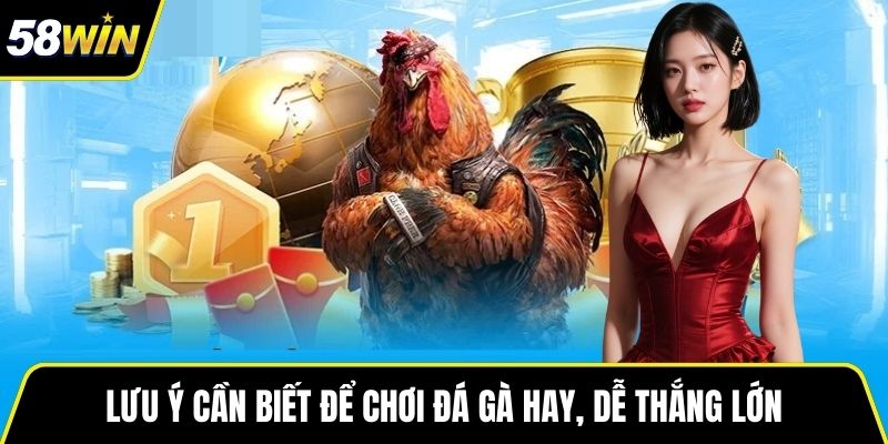 Lưu ý cần biết để chơi đá gà hay, dễ thắng lớn
